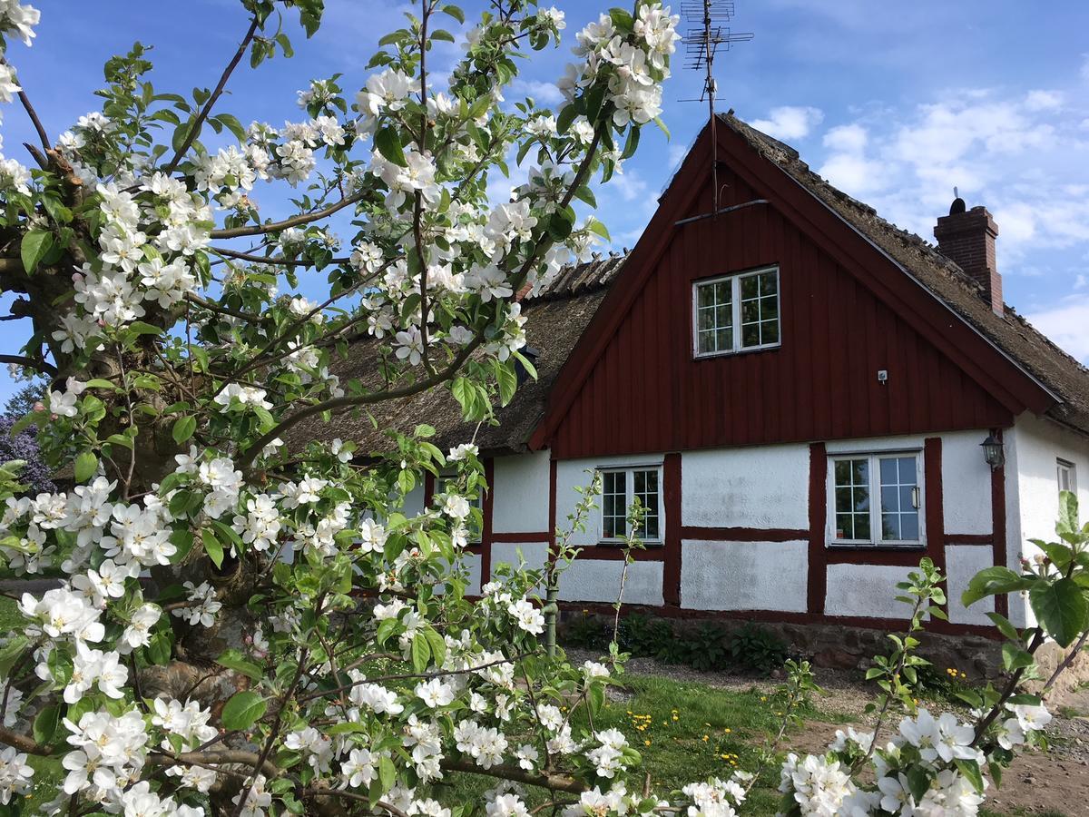 Kastanjegarden Pa Stenshuvud Kivik Eksteriør billede